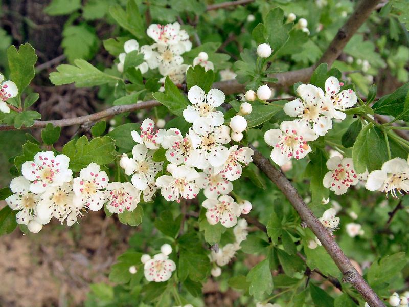 Crataegus monogyna / Biancospino comune