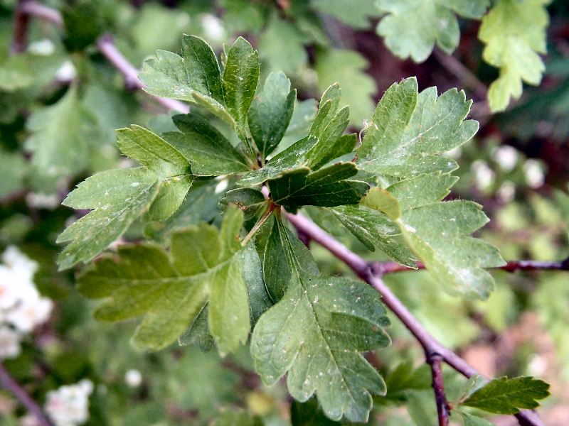 Crataegus monogyna / Biancospino comune