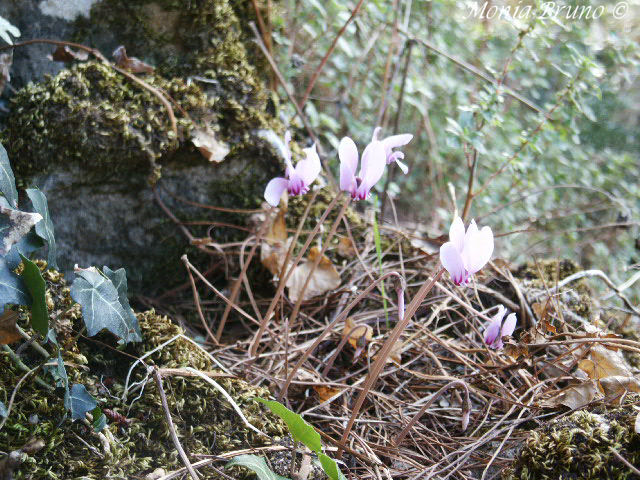 Cyclamen hederifolium / Ciclamino napoletano