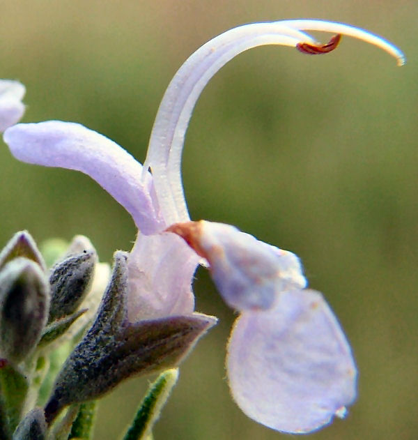 Rosmarinus officinalis / Rosmarino