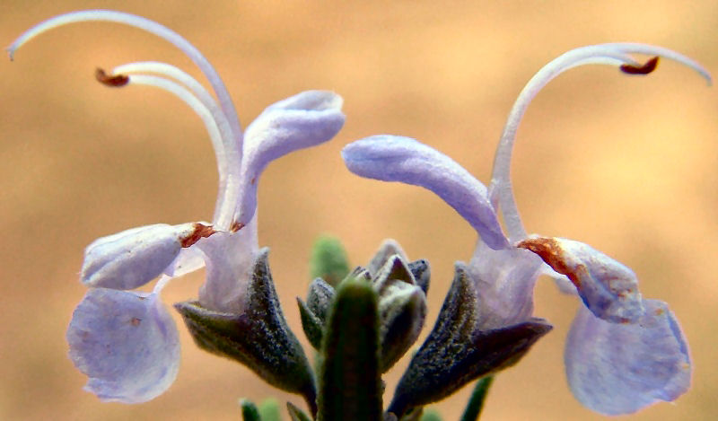 Rosmarinus officinalis / Rosmarino