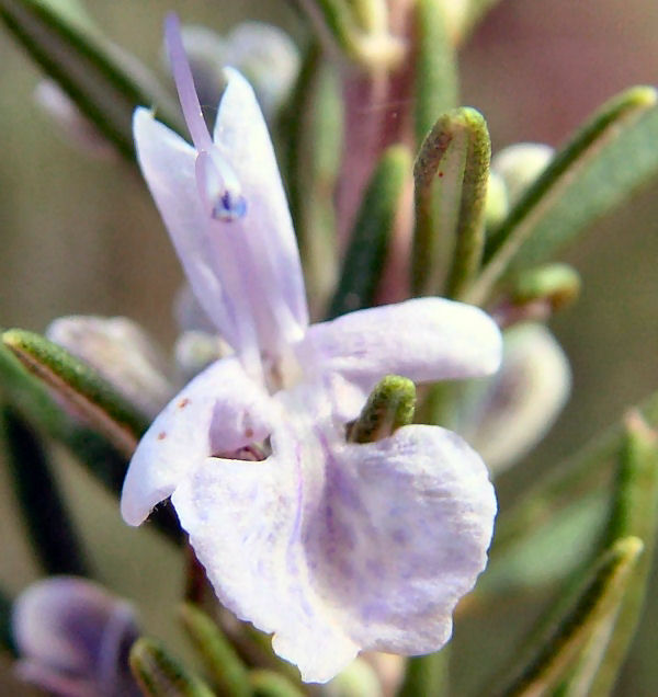 Rosmarinus officinalis / Rosmarino