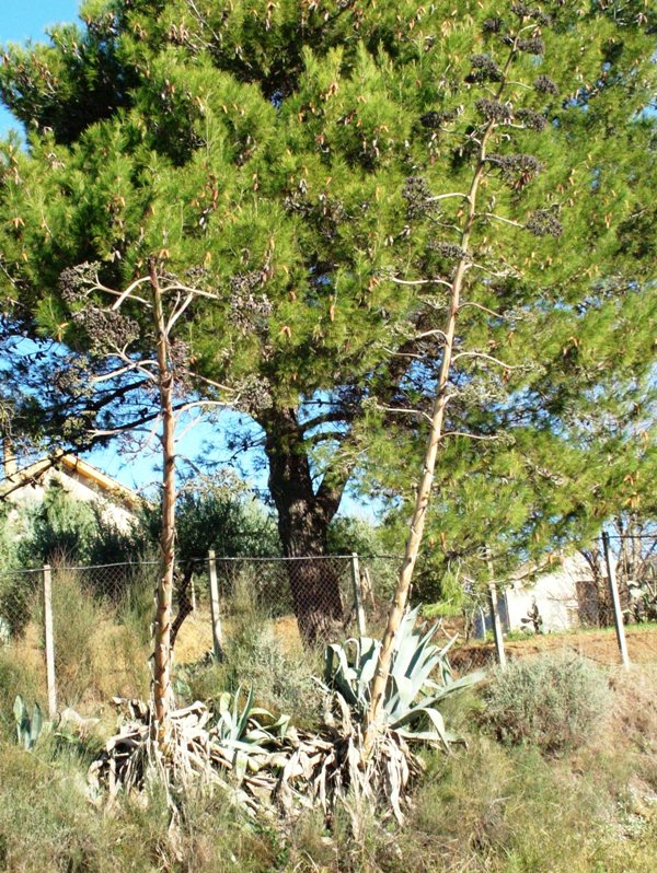 Agave americana / Agave