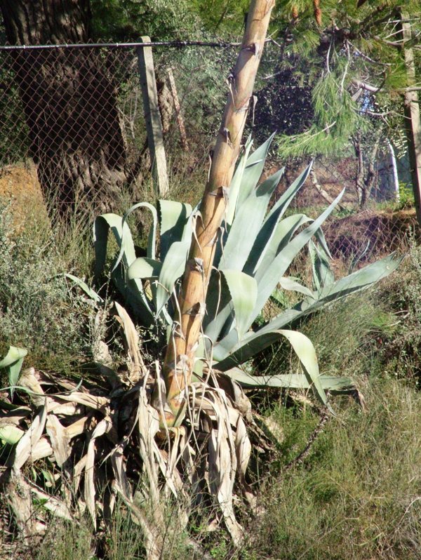 Agave americana / Agave