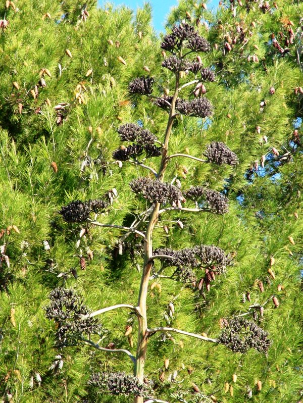 Agave americana / Agave