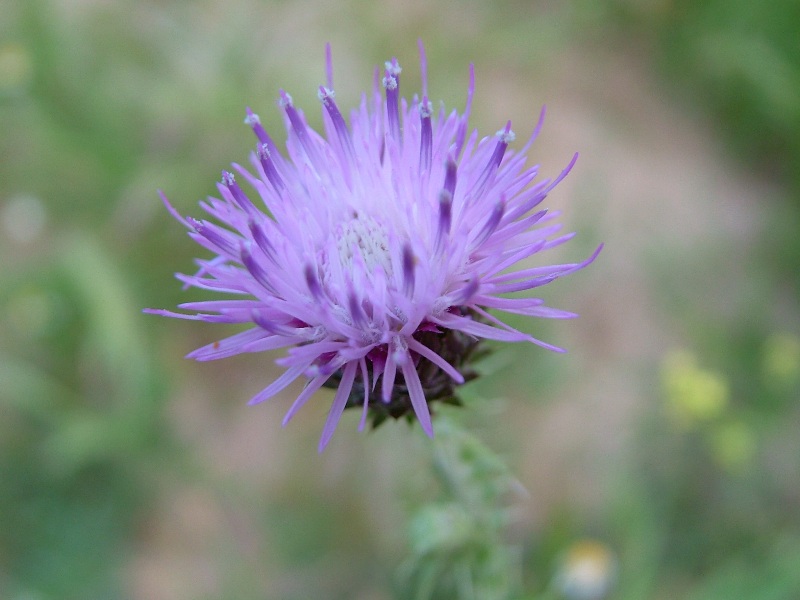 Carduus argyroa / Cardo argiroa