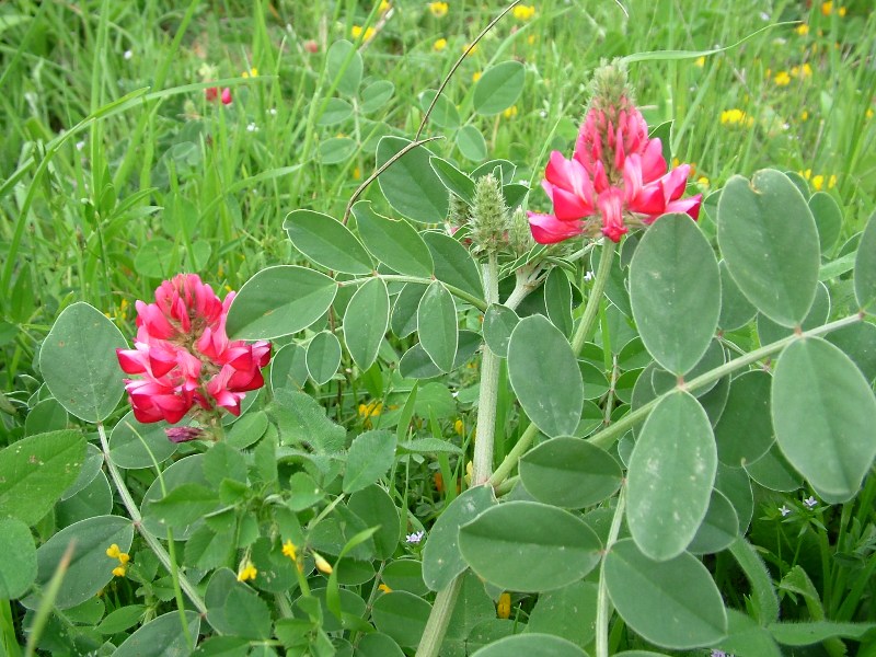 Sulla coronaria (=Hedysarum coronarium) / Sulla comune