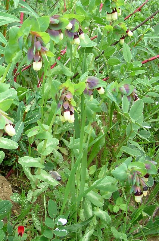 Cerinthe major / Erba vajola maggiore