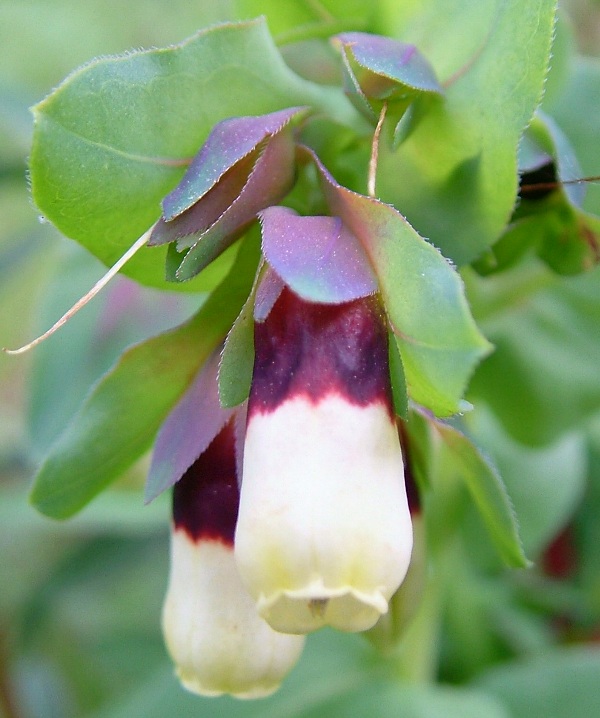 Cerinthe major / Erba vajola maggiore