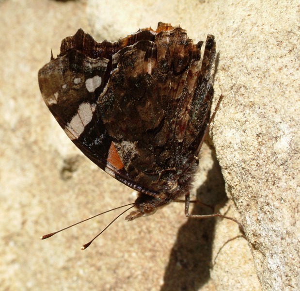 farfallina vissuta: Vanessa atalanta