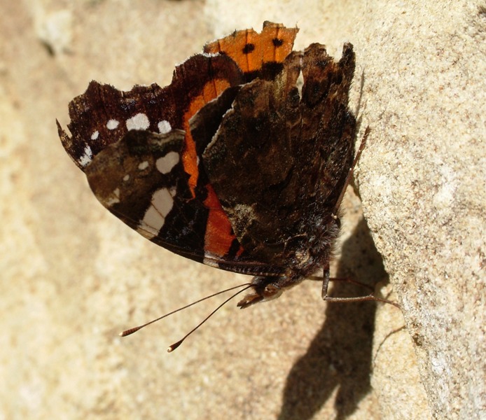 farfallina vissuta: Vanessa atalanta