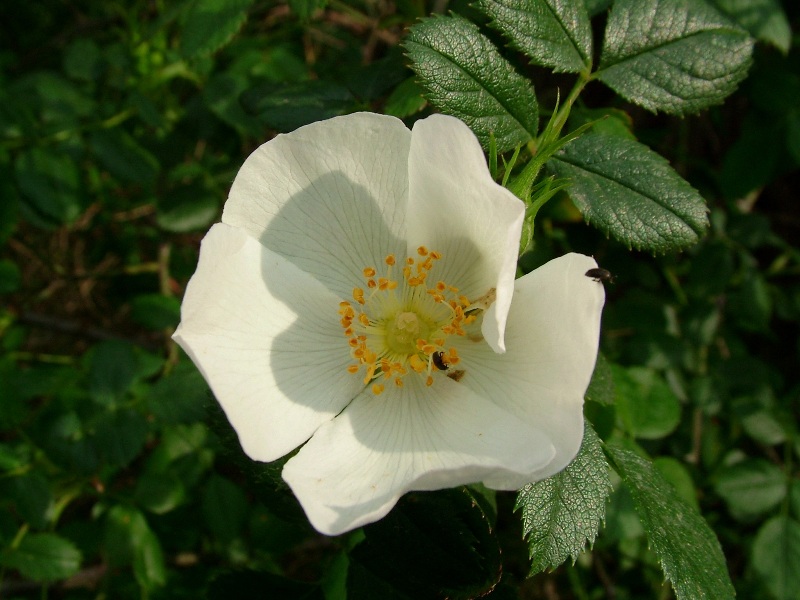 Rosa selvatica...