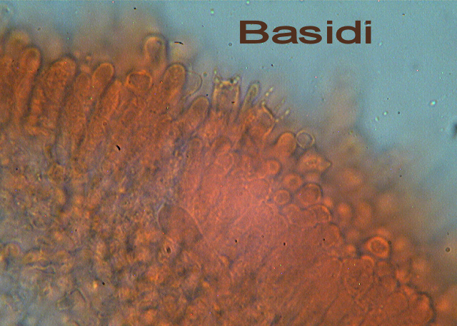 Escursione in cipresseta - 2