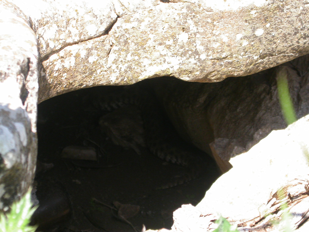 Fiume Ticino: due differenti tipi di mimetismo in serpenti