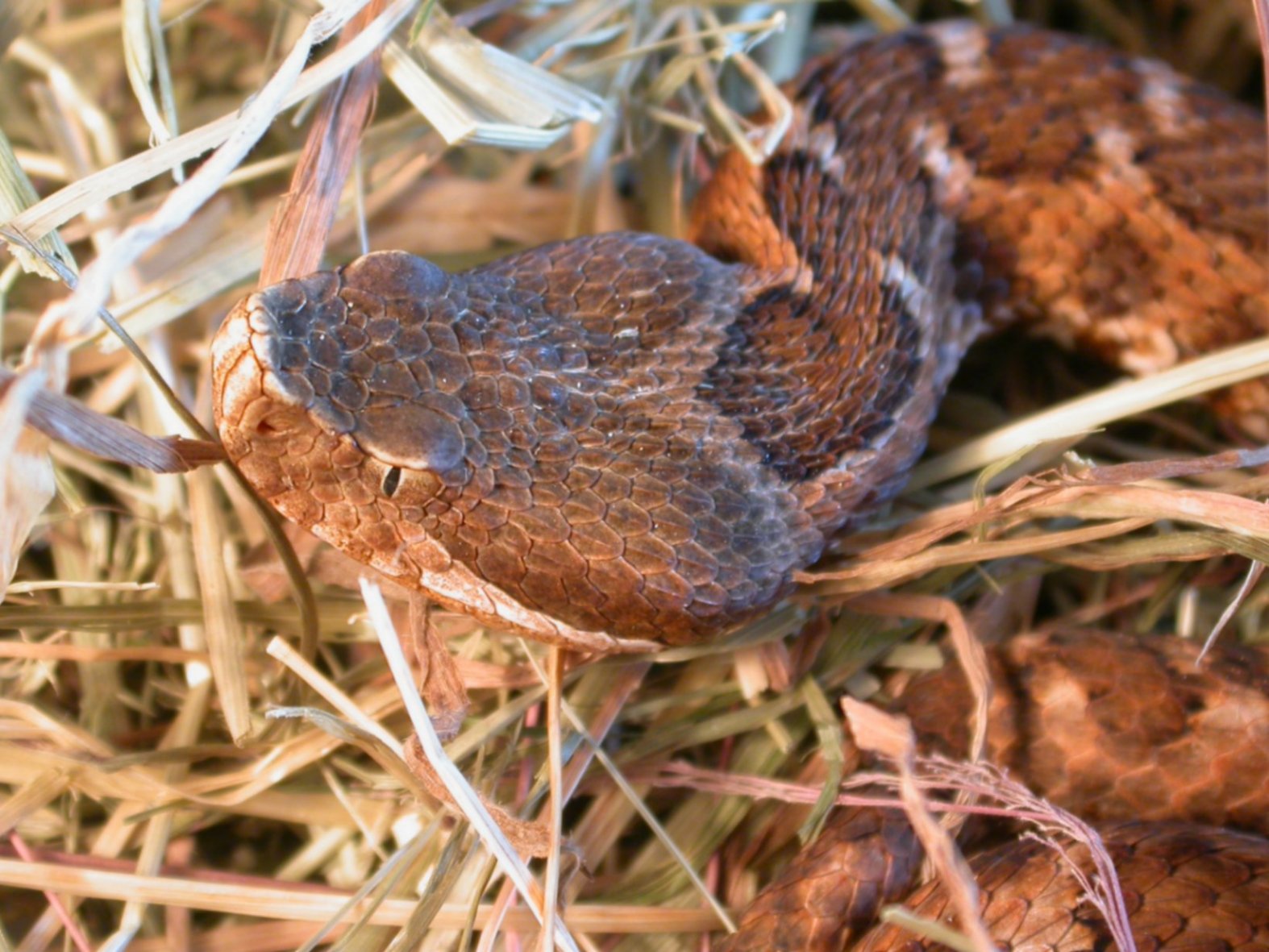 Vipera aspis hugy