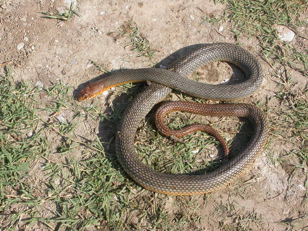 Dolichophis caspius.. spoglie mortali