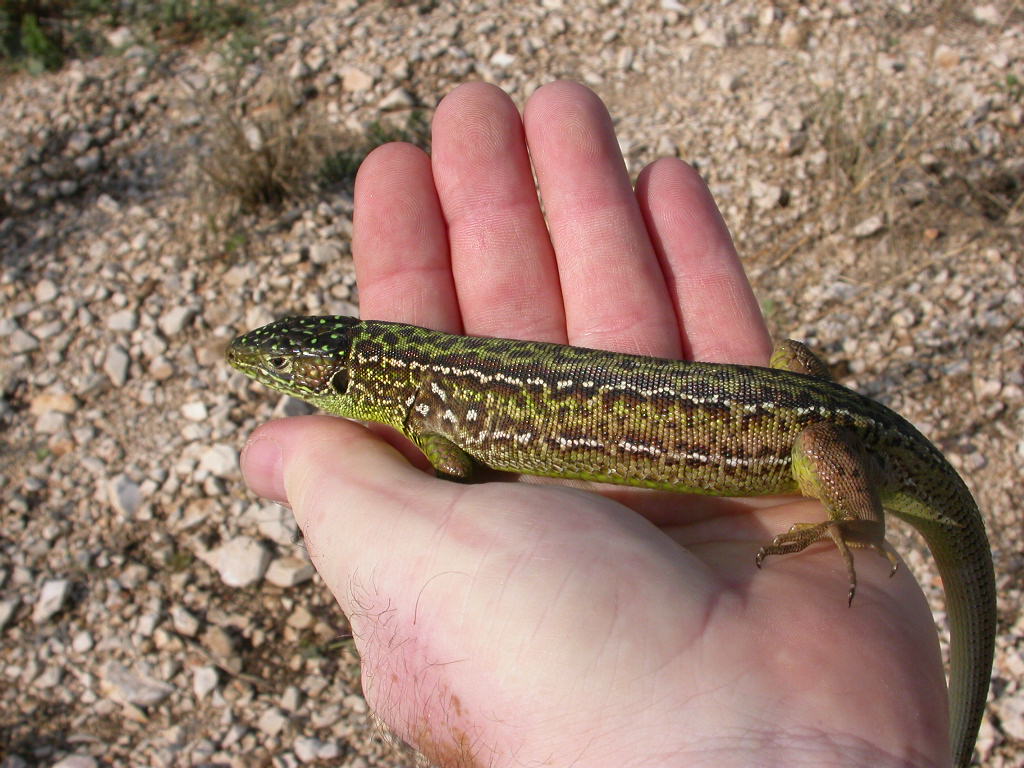 Femmina di ramarro Lacerta bilineata dell''alta murgia