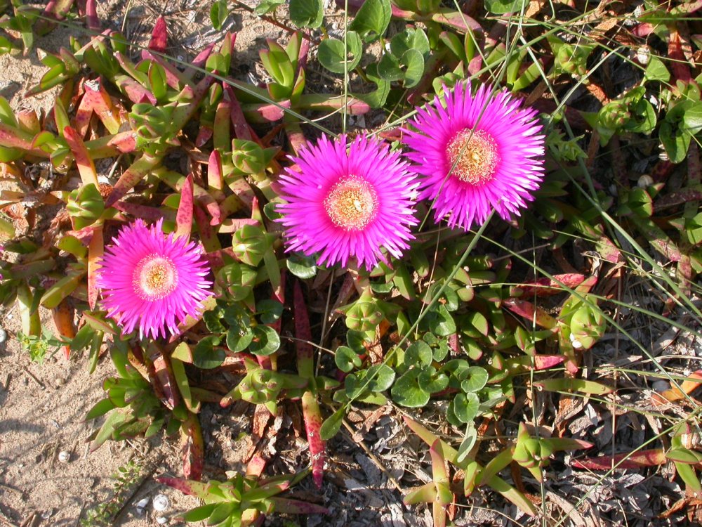 Carpobrotus acinaciformis / Fico degli Ottentotti comune