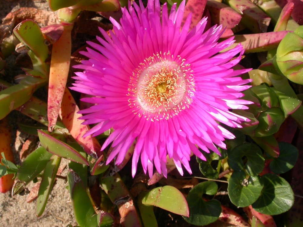 Carpobrotus acinaciformis / Fico degli Ottentotti comune