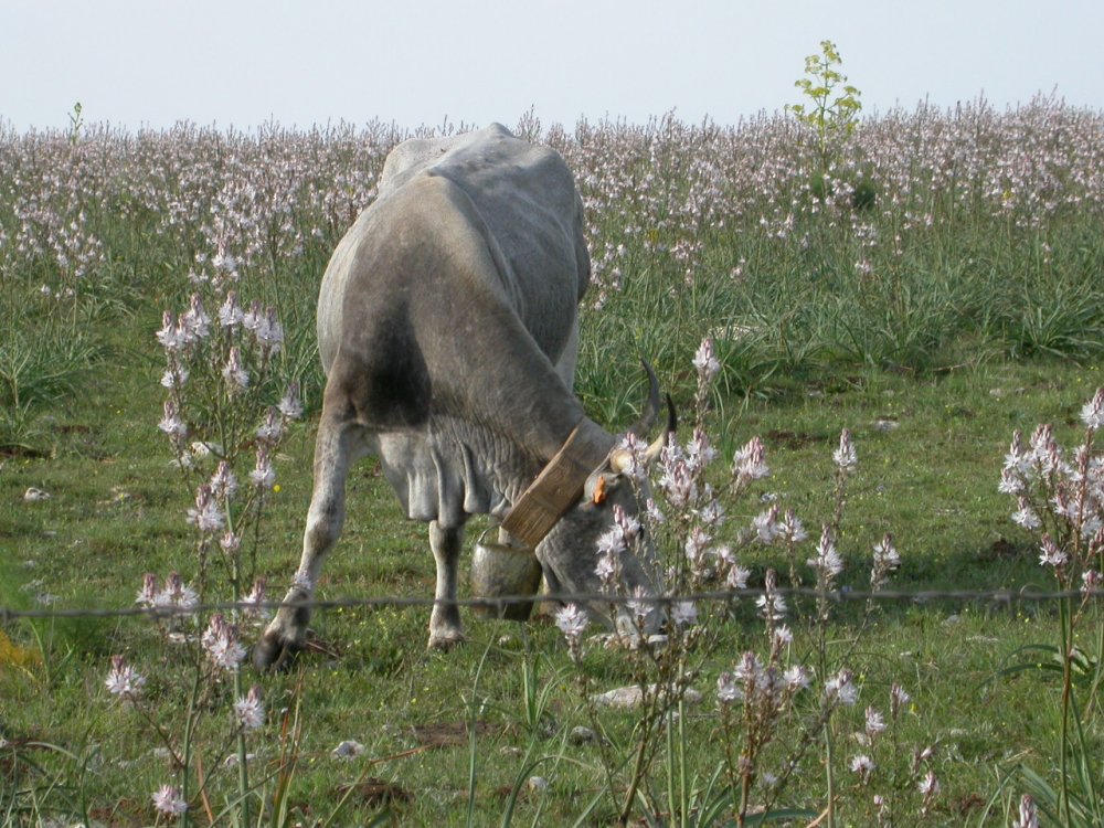 Podolica pugliese