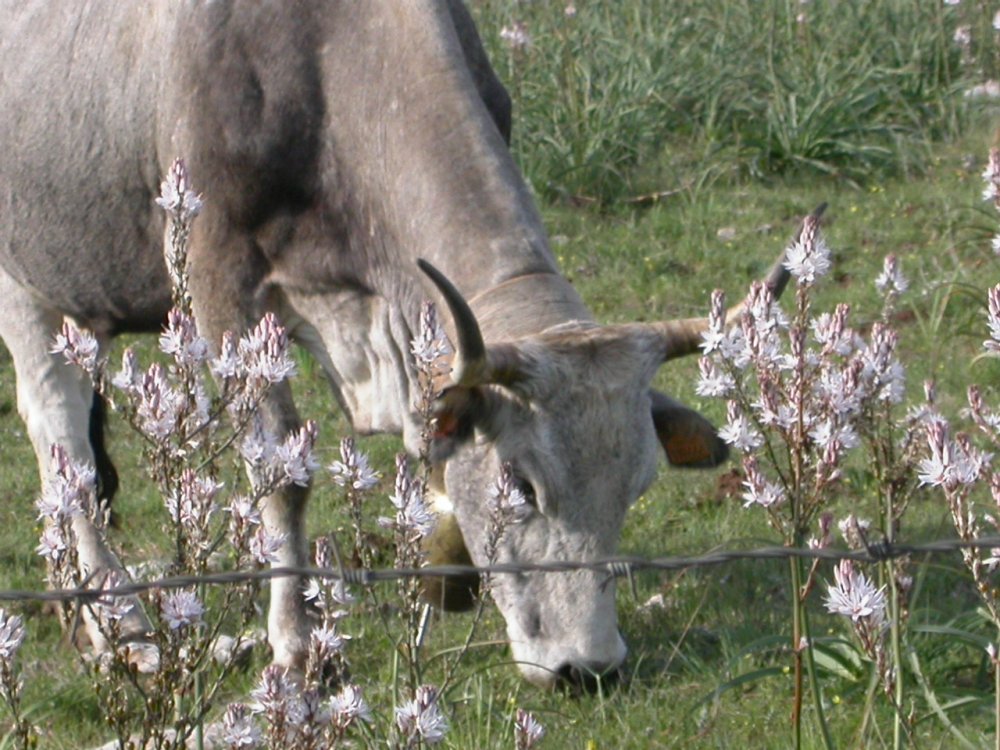 Podolica pugliese