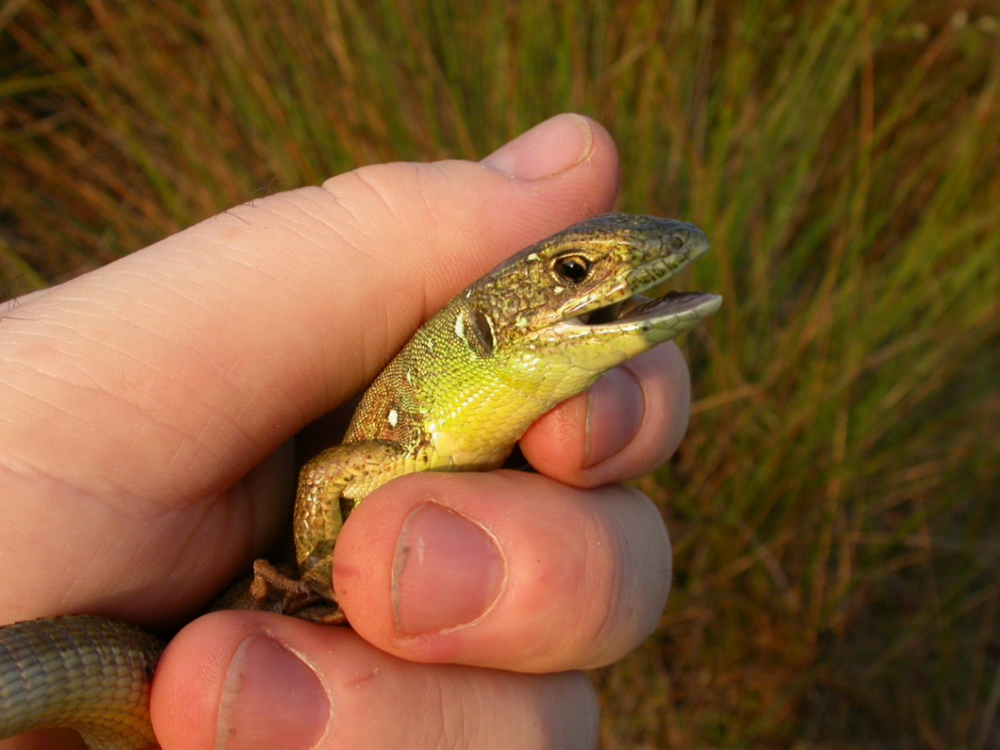 Questo si che  un Hyerophis gemonensis