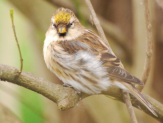 Organetto (Carduelis flammea)