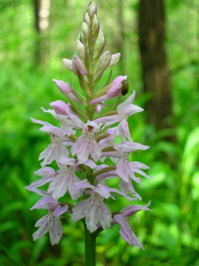 Dactylorhiza  maculata