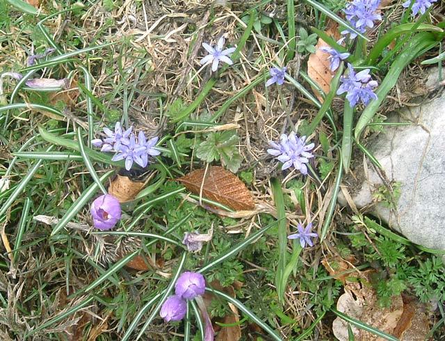 Scilla bifolia / Scilla comune