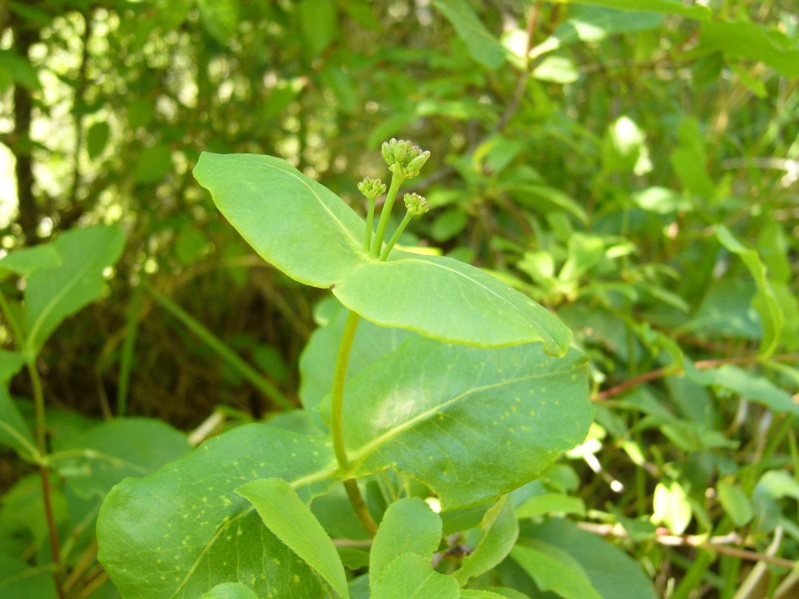 Lonicera etrusca / Caprifoglio etrusco