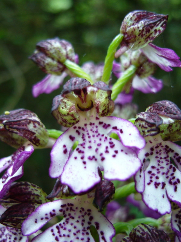 Orchis purpurea, Orchidea della Tolfa