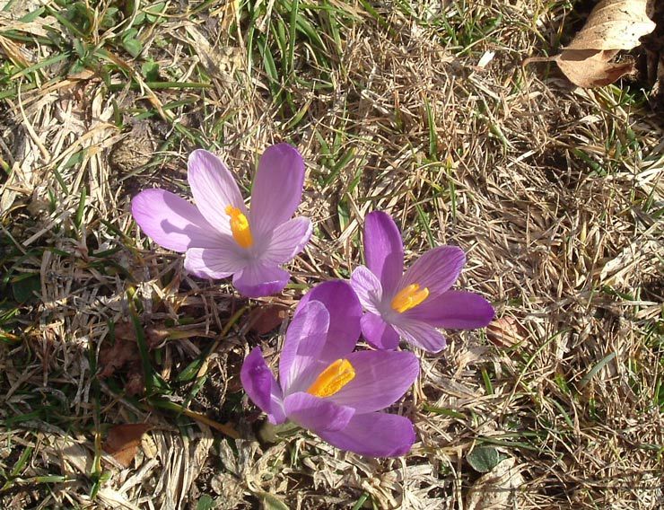 Scilla bifolia / Scilla comune