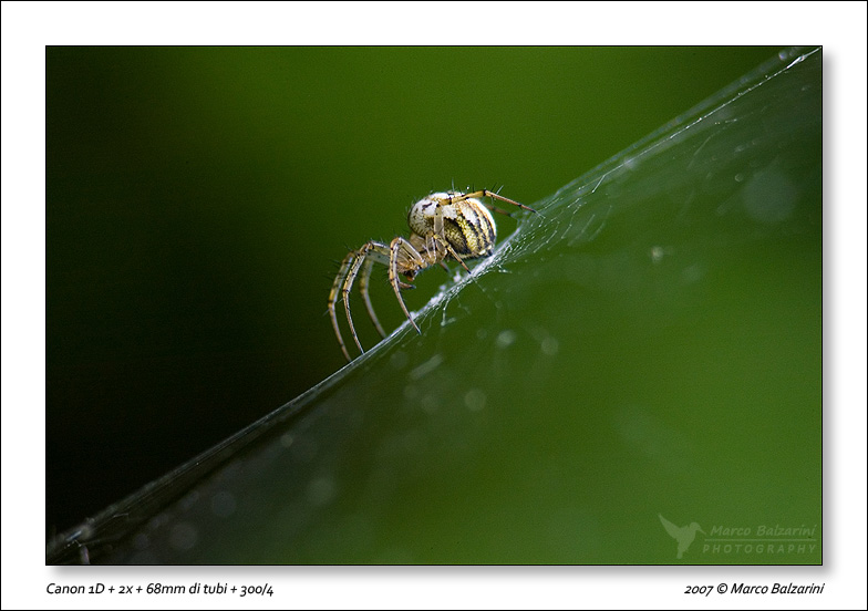 Mangora acalypha