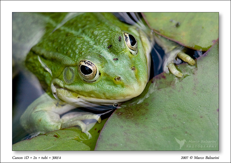 A bordo vasca... - Pelophylax sp. (Abruzzi)