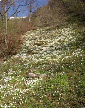 Arabis alpina subsp. caucasica / Arabetta del Caucaso