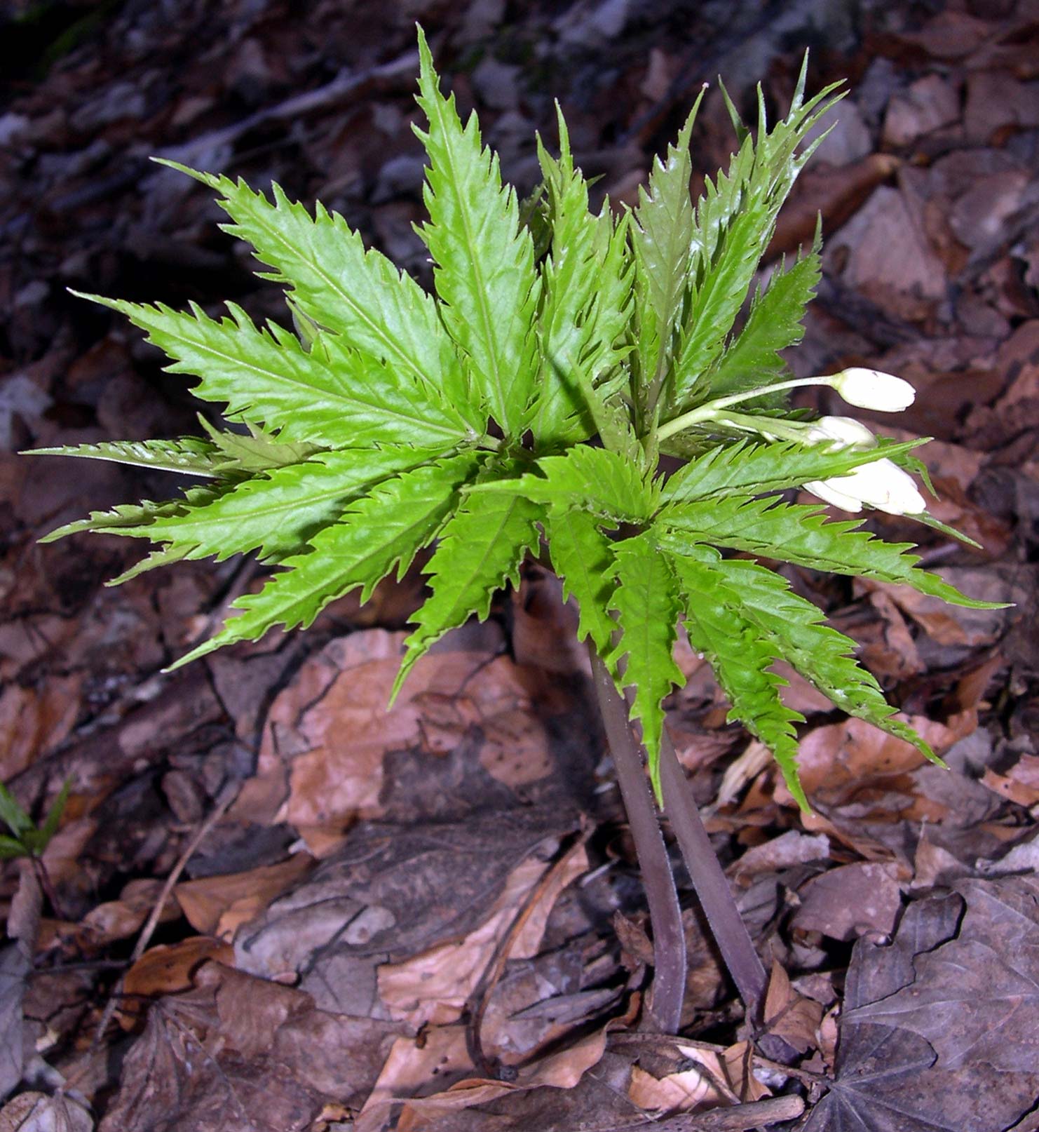 Cardamine kitaibelii / Dentaria di Kitaibel