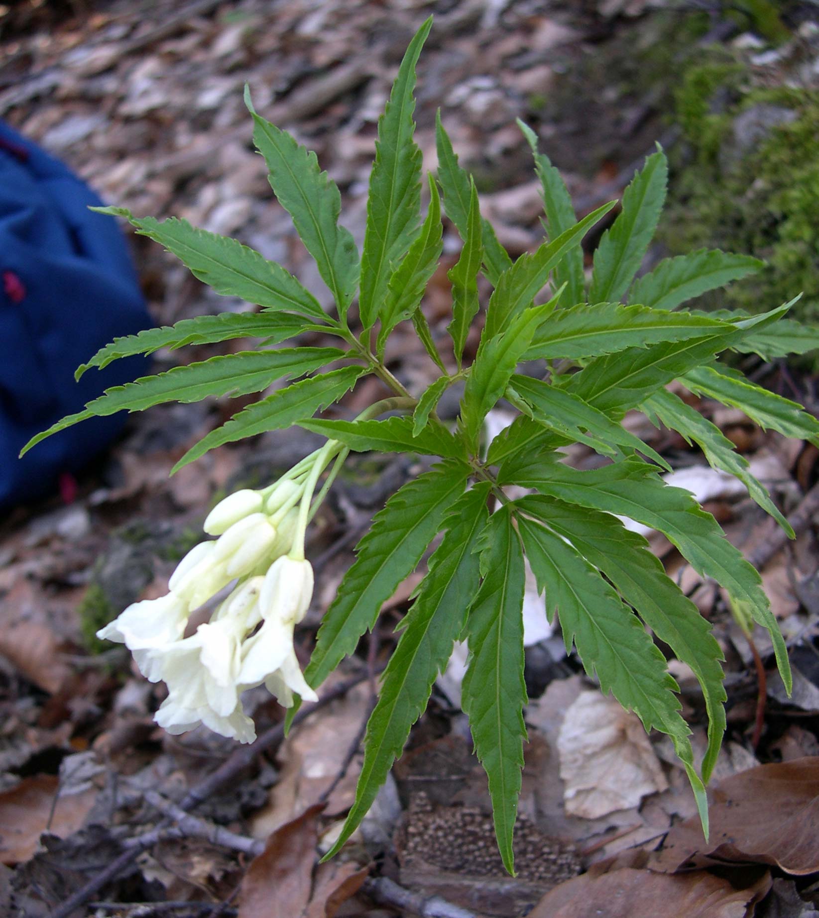 Cardamine kitaibelii / Dentaria di Kitaibel