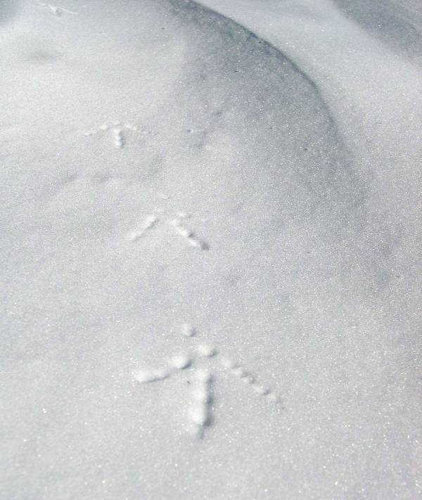 un pennuto alpinista...