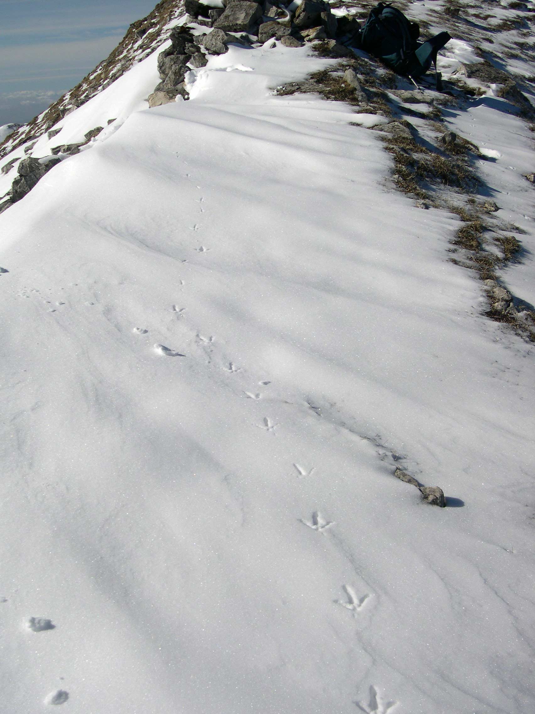 un pennuto alpinista...