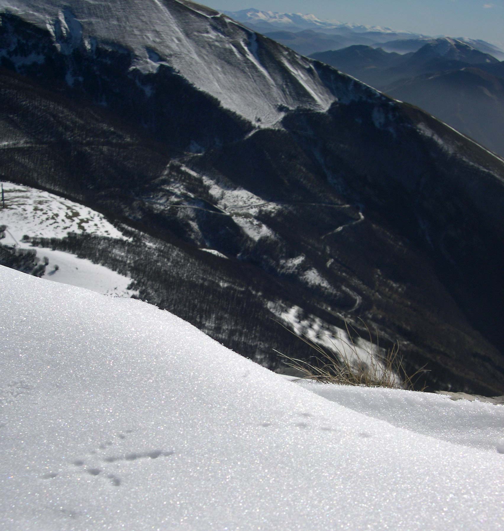 un pennuto alpinista...