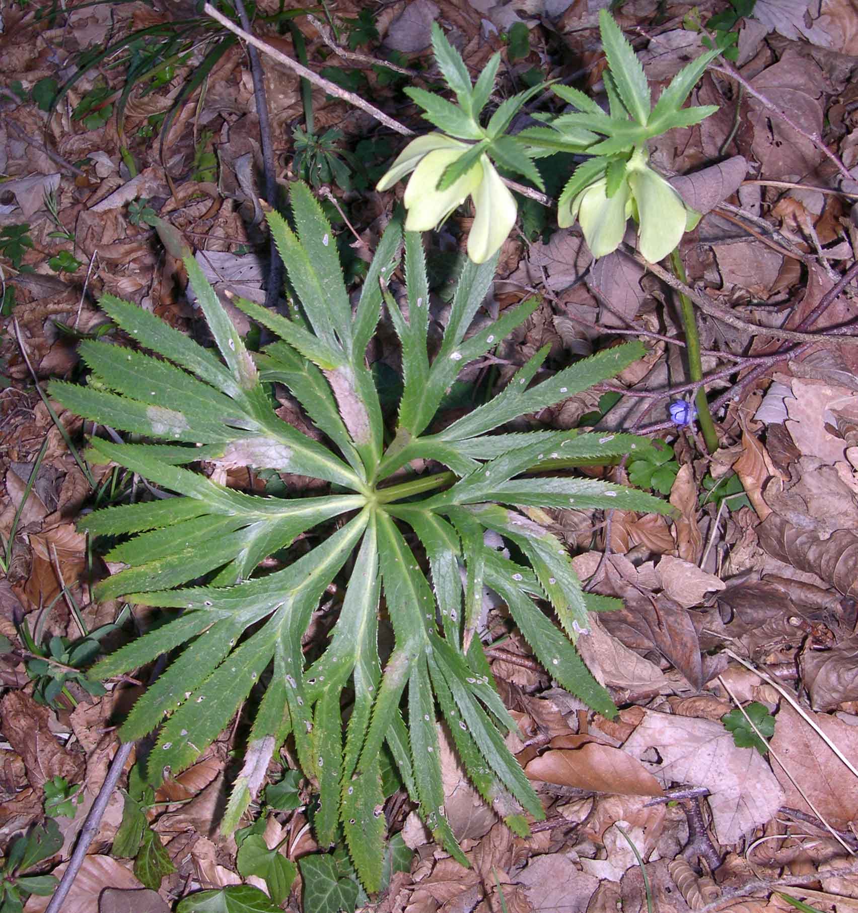 Helleborus viridis subsp. bocconei  / Ellboro di Boccone