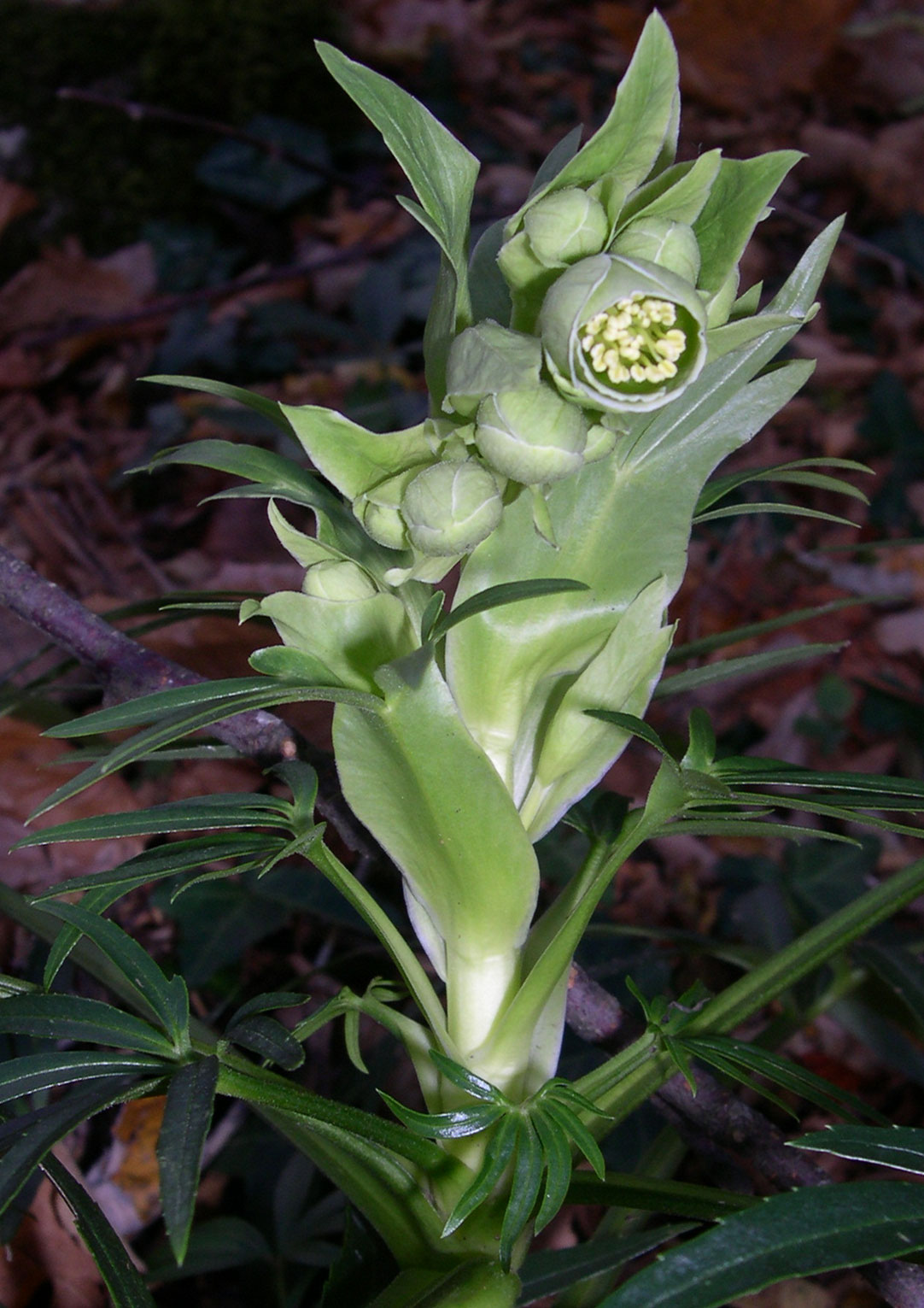 Helleborus foetidus / Elleboro puzzolente