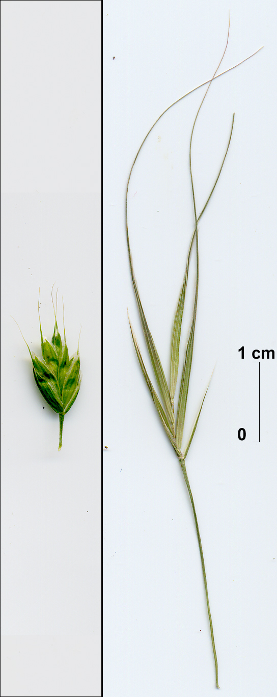 Bromus hordeaceus / Forasacco peloso