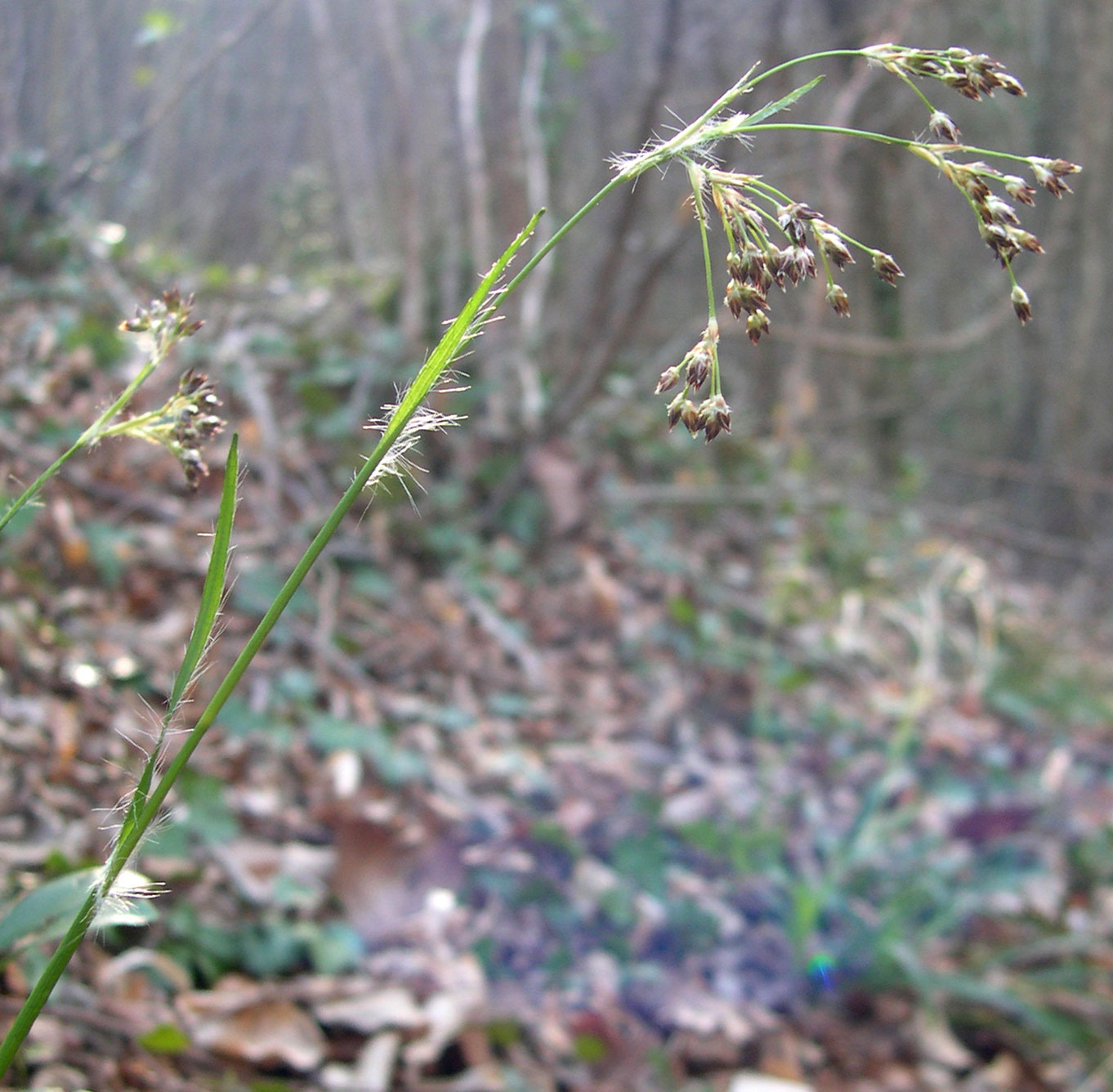 Luzula sylvatica / Erba lucciola a foglie larghe