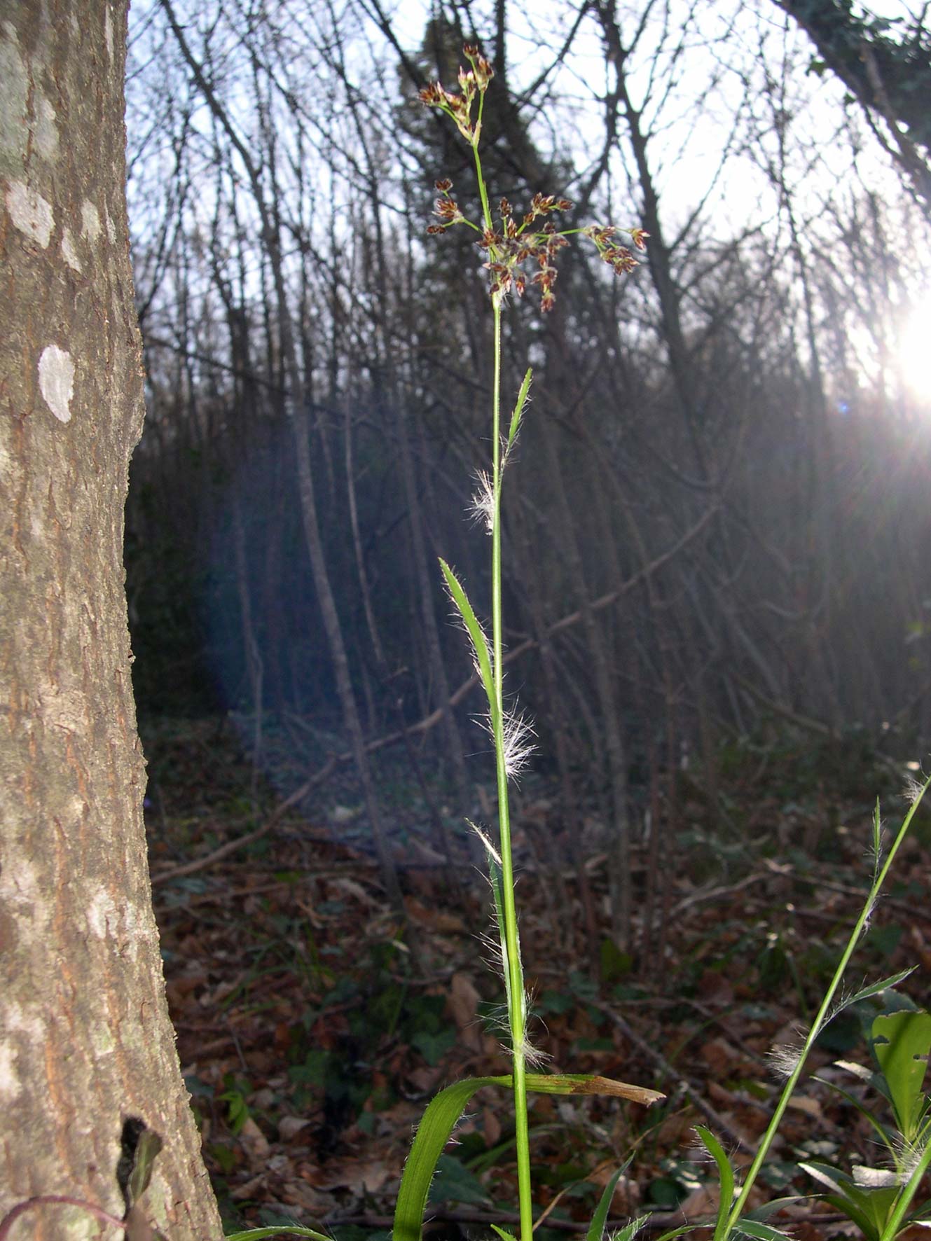 Luzula sylvatica / Erba lucciola a foglie larghe