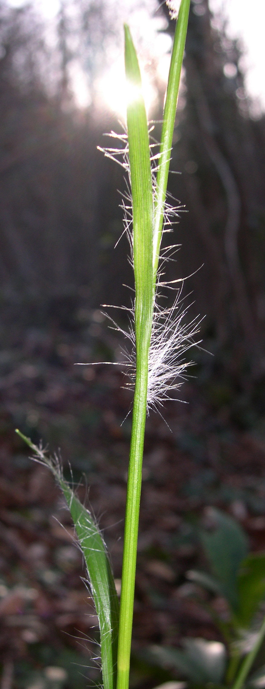 Luzula sylvatica / Erba lucciola a foglie larghe