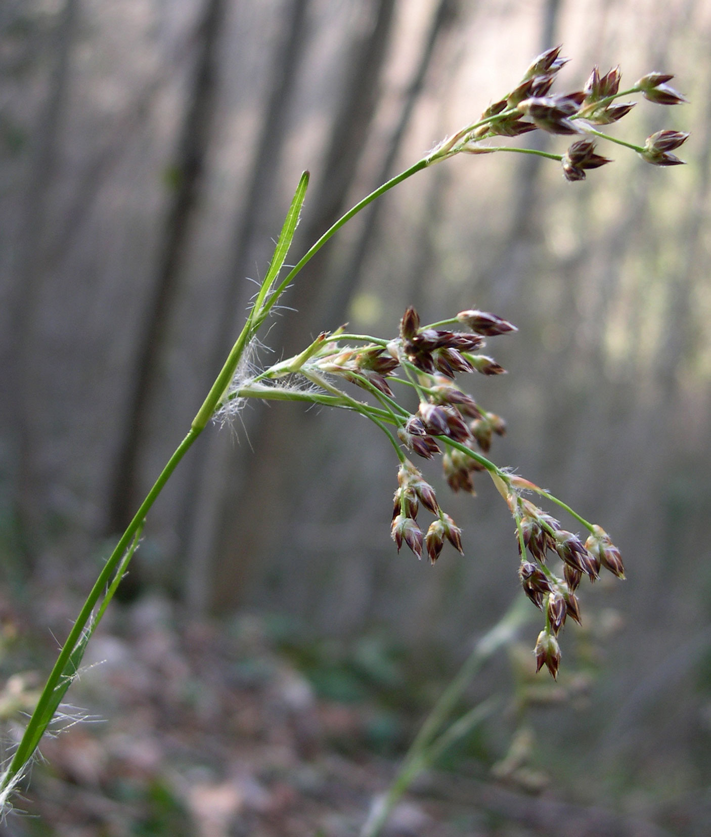 Luzula sylvatica / Erba lucciola a foglie larghe