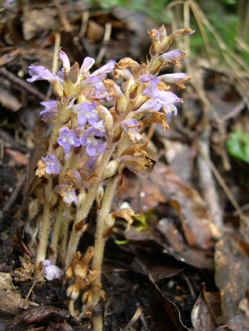 Orobanche ramosa  / Succiamiele ramoso