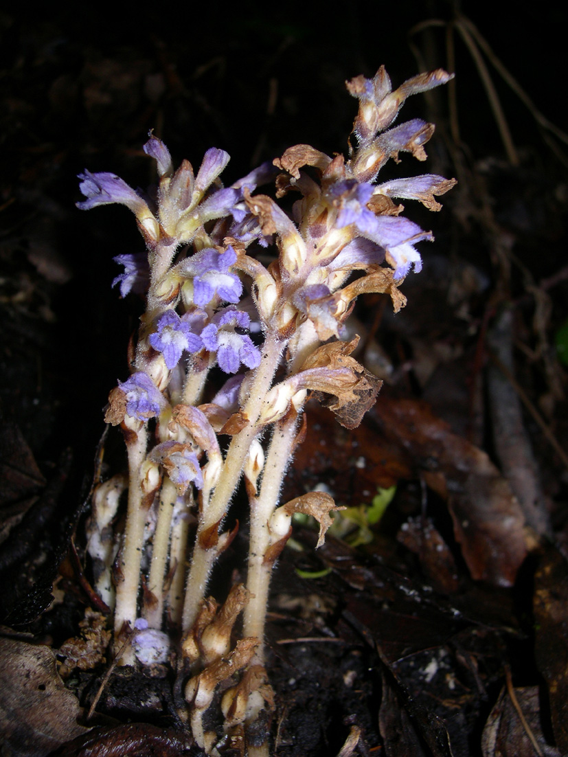 Orobanche ramosa  / Succiamiele ramoso