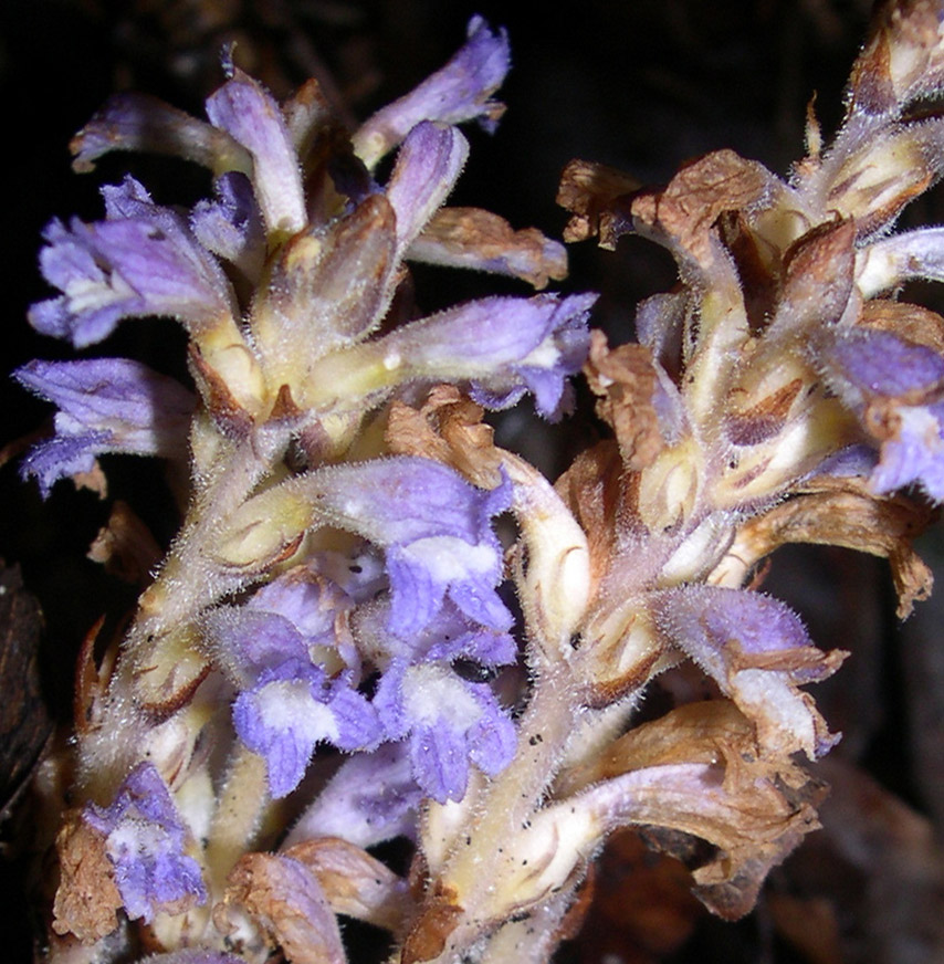 Orobanche ramosa  / Succiamiele ramoso